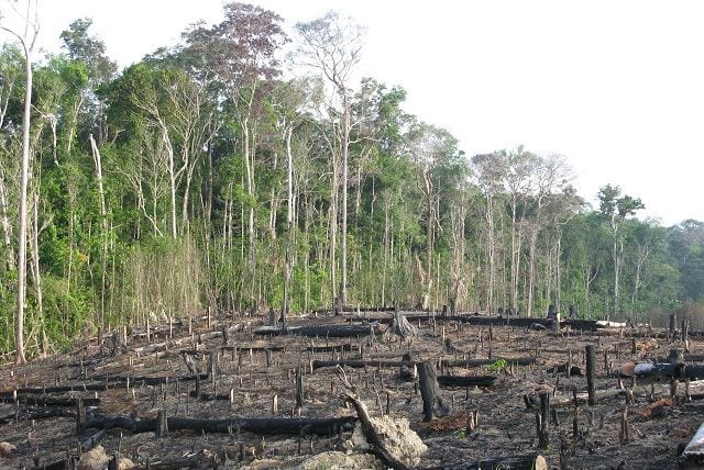 Conflict diplomatic între Germania și Brazilia din cauza pădurilor tropicale