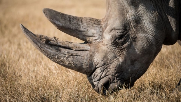 Imagini de groază la ZOO. Un rinocer a zdrobit o maşină în care se afla o femeie