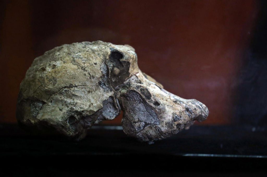 Craniul care rescrie istoria umanității. Descoperire de ultim moment. Breaking News