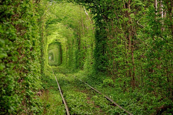 Tunelul Iubirii, care a fascinat turiști din toată lumea, a fost înghițit de bălării