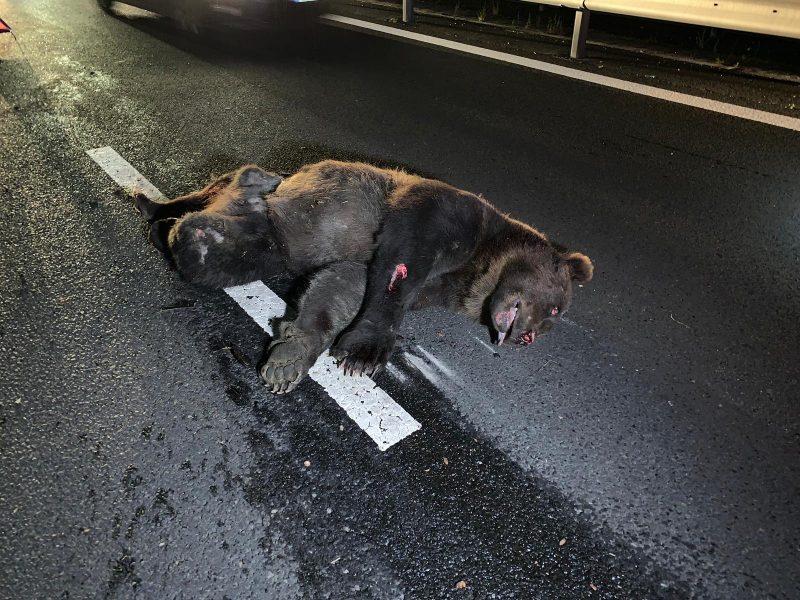 Un urs a produs accident pe A 1. News Alert