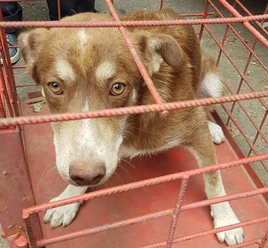Ultimatum la Vaslui: Un ONG, pregătit să eutanasieze zeci de câini