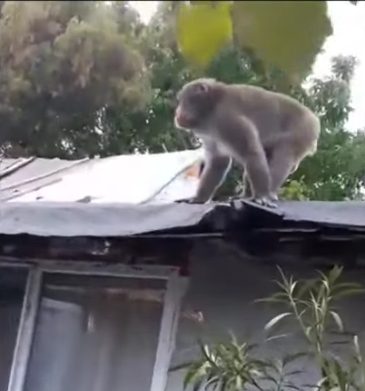 Pablo, maimuța lui Nuțu Cămătaru, a ajuns la Visul Luanei