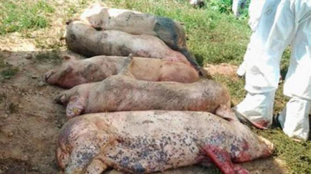 DSV în alertă. Zeci de mistreți bolnavi de pestă porcină în Caraș Severin