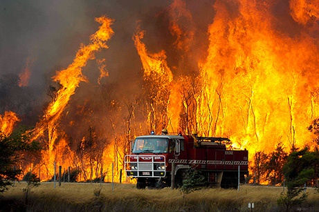 Pericol după incendiile masive din Australia. Riscă să dispară de pe piață!