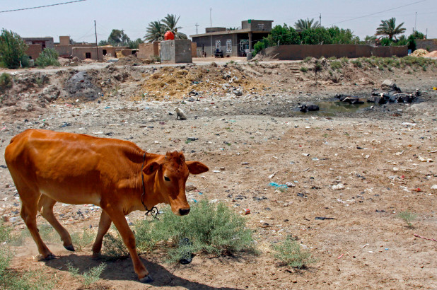 Cu vaca la război. Ultima găselniţă a ISIS-ului muribund