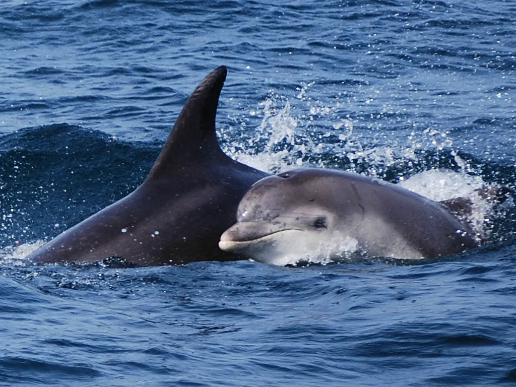 Specialiștii avertizează: „Este posibil să nu mai găsim multă vreme delfini în Marea Neagră”