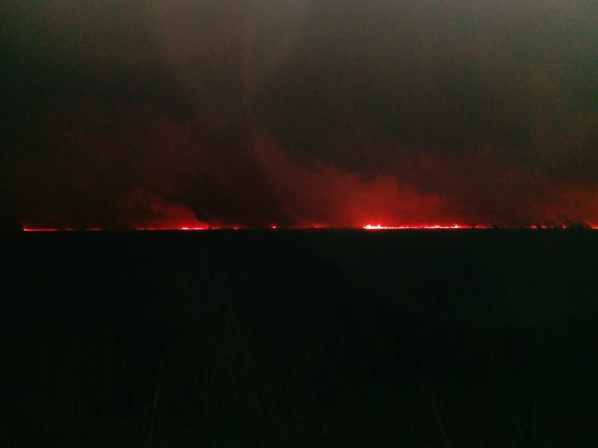Incendiu puternic în Delta Dunării. Ard hectare întregi