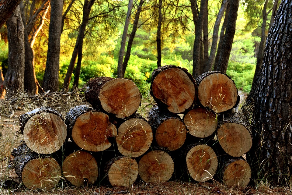România avertizată de Comisia Europeană. Gata cu exploaterea ilegală a lemnului