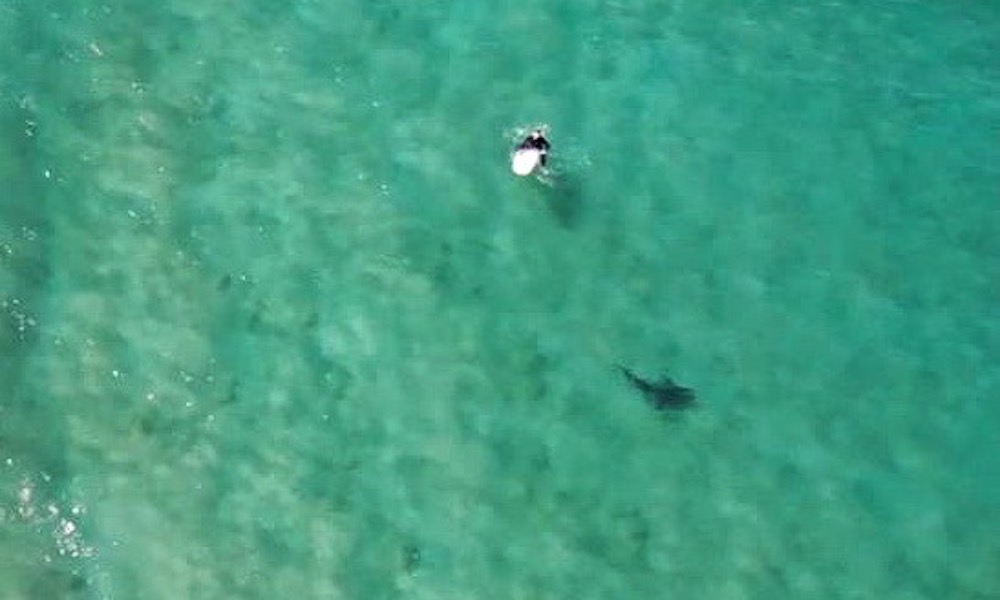 Cum a salvat o dronă un bărbat din gura unui rechin
