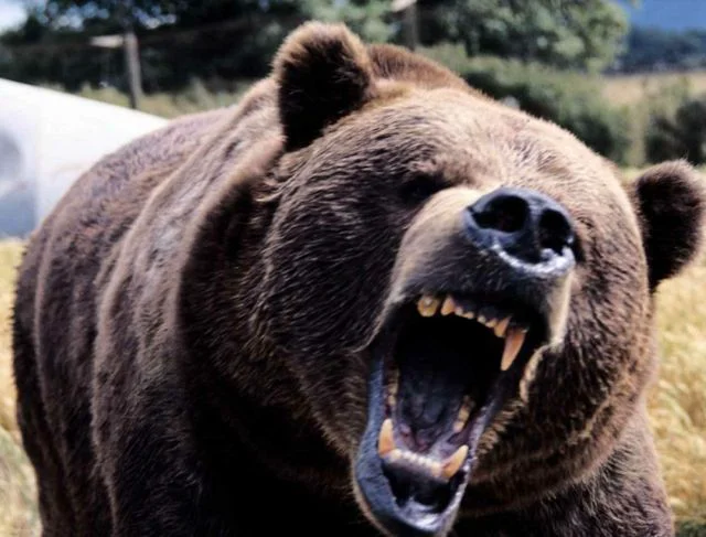 Alertă pe Valea Prahovei. Un urs agresiv și rănit bântuie prin stațiunile pline de turiști