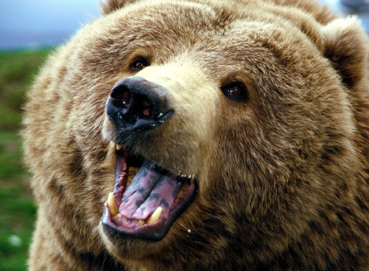 Turist polonez, momente de coșmar trăite în Maramureș din cauza unei ursoaice!