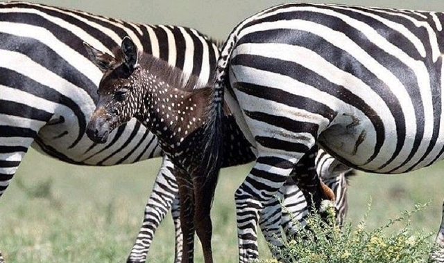 Oamenii de ştiinţă sunt derutaţi din cauza unei zebre! Este un caz nemaiîntâlnit