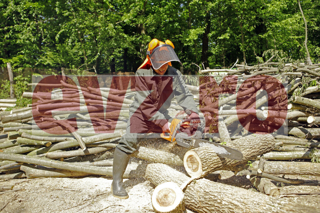 Pădurarii mor pe capete, hoții de lemne taie hectare de copaci pe zi