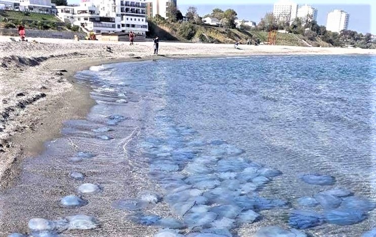 Alertă pe litoral. Mii de creaturi albastre au invadat plaja. Ce spun specialiștii
