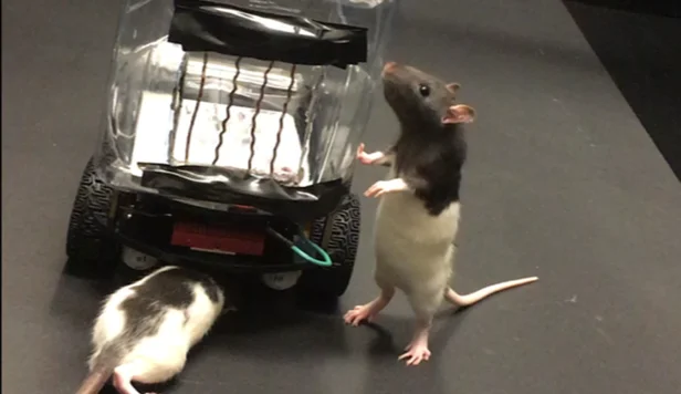 Au reușit să învețe doi șobolani să conducă o mașină
