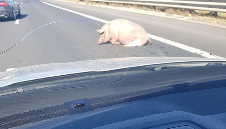 „Când o zbura porcul” a fost azi! În România, pe A1...