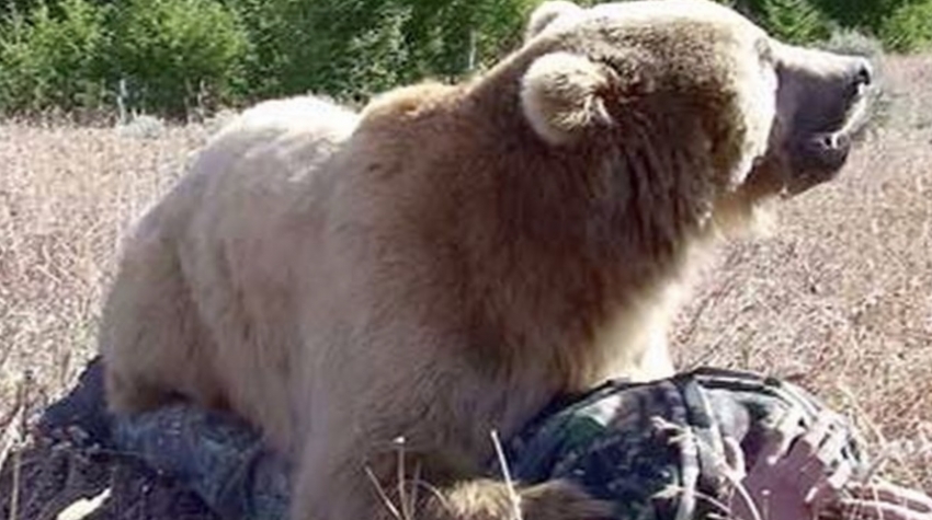 News Alert. Dramă în România. A fost ucis de urs!