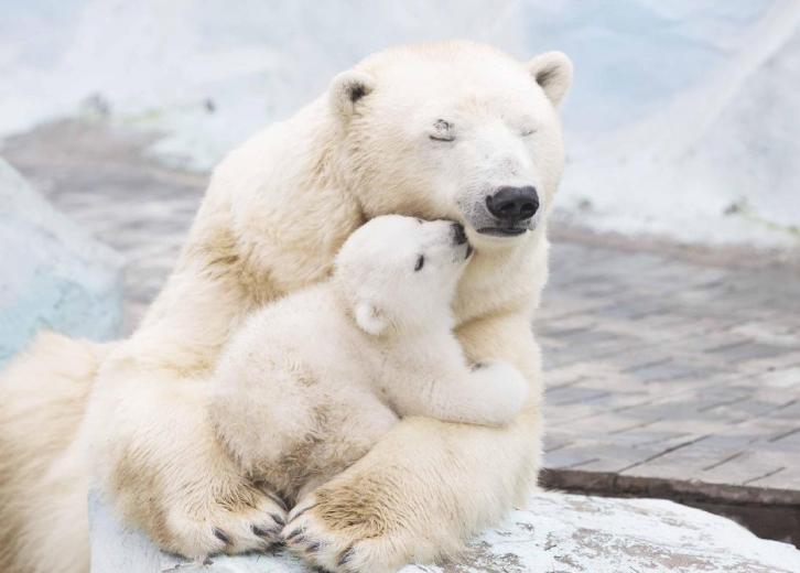 Ai grijă ce spui despre urșii polari: te poate costa cariera!