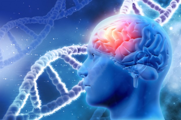 S-a descoperit molecula care întinereşte creierul blocând Alzheimer