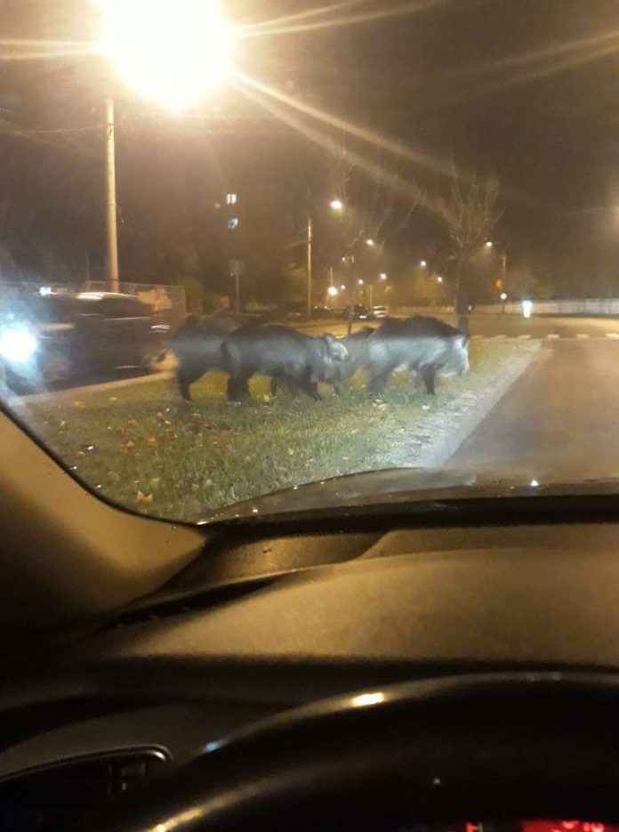 O turmă de mistreți a ieșit azi-noapte la promenadă pe străzile din Craiova