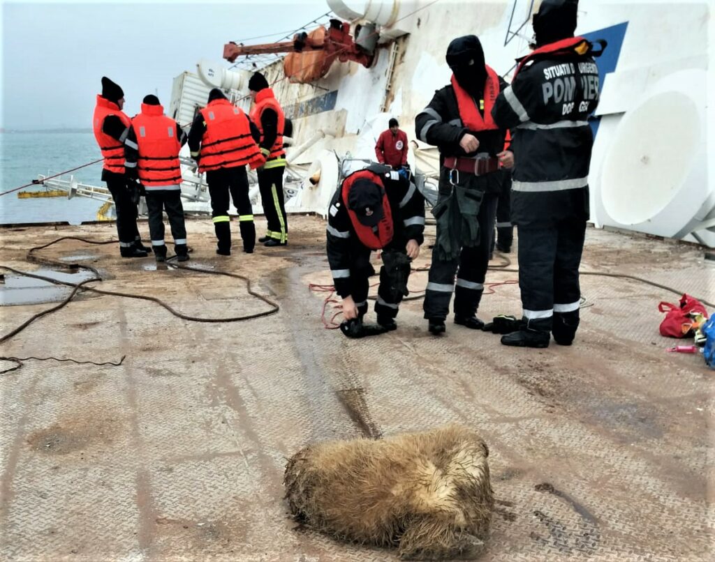 Operațiune de colectare a cadavrelor de oi moarte în portul Midia