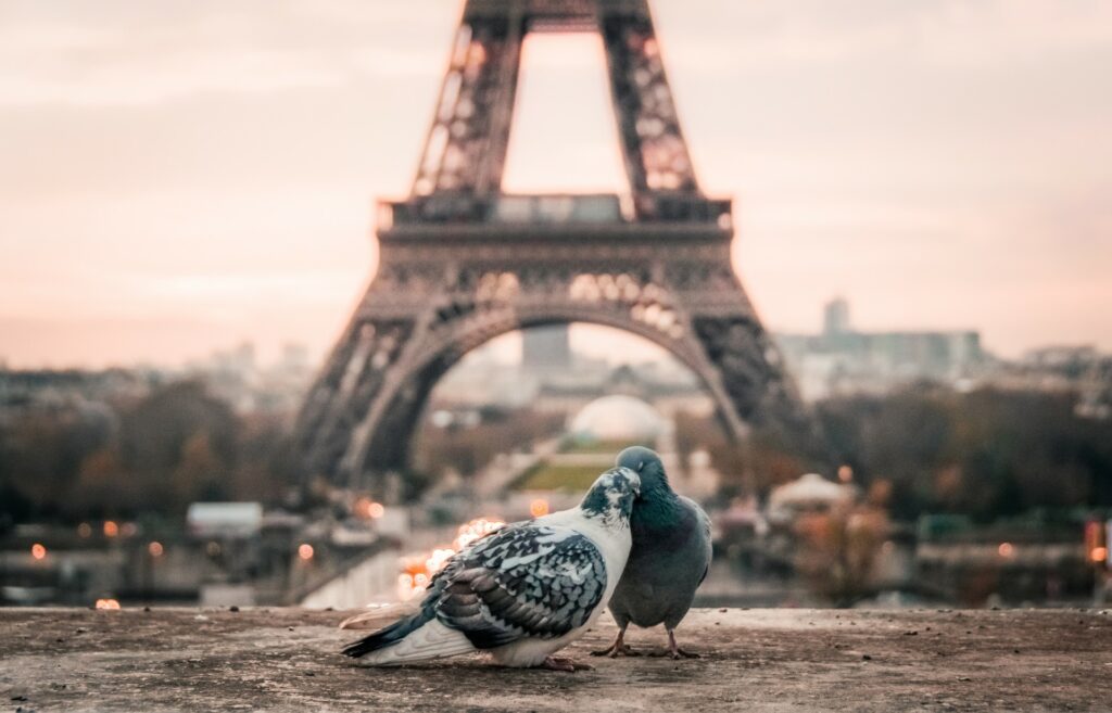 Porumbeii din Paris își pierd gheruțele din cauza frizerilor