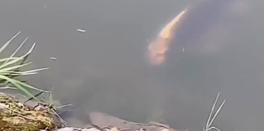 Peștele-om a apărut într-un lac și a fost filmat. Foto incredibilă