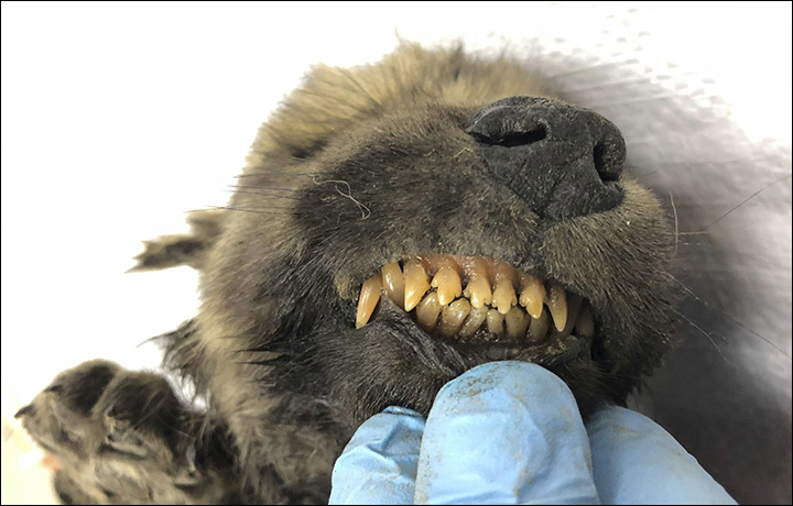 Căţeluş sau pui de lup? Un animal de acum 18.000 de ani, perfect conservat, găsit în Siberia