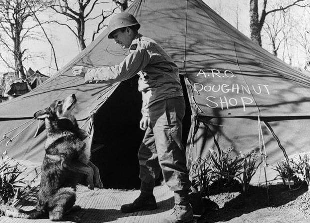 Câinele Chips, eroul de război care l-a mușcat pe Eisenhower și a fost degradat de politicienii invidioși