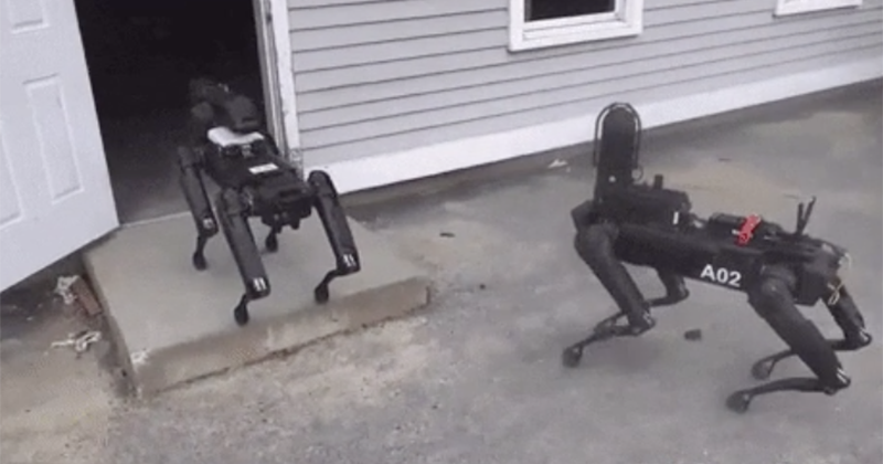 Primul stat din lume care foloseşte câini-roboţi în acţiunile poliţiei. Imagini incredibile în articol