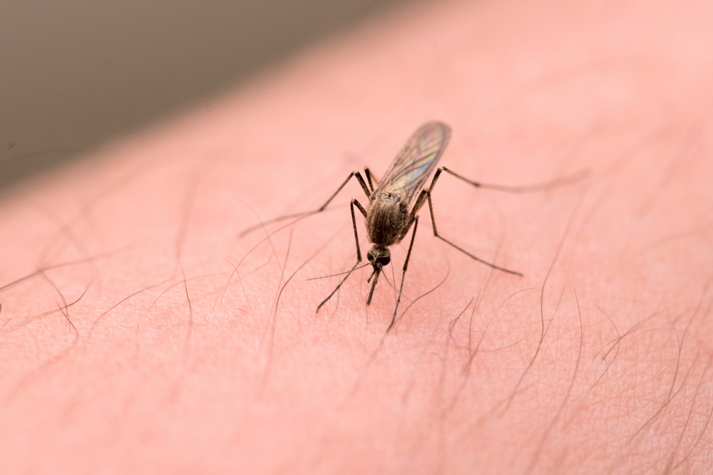 Trebuie să știi asta despre transmiterea febrei dengue!