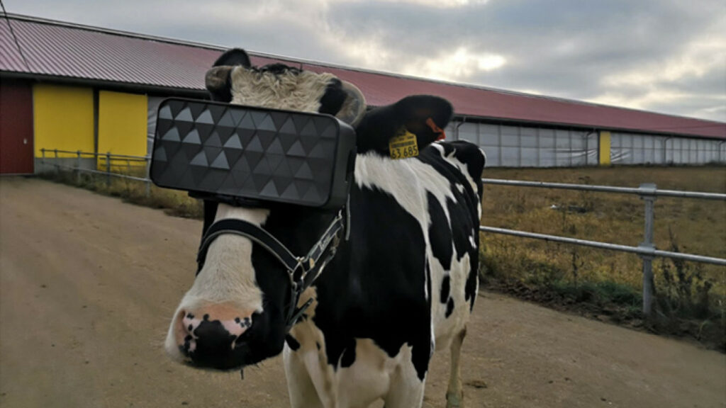 Noua revoluție agrară a lui Putin. Realitate virtuală pentru vaci…