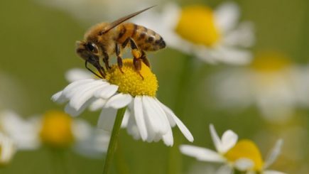 Salvați albinele! Inițiativă fără precedent în Europa împotriva pesticidelor