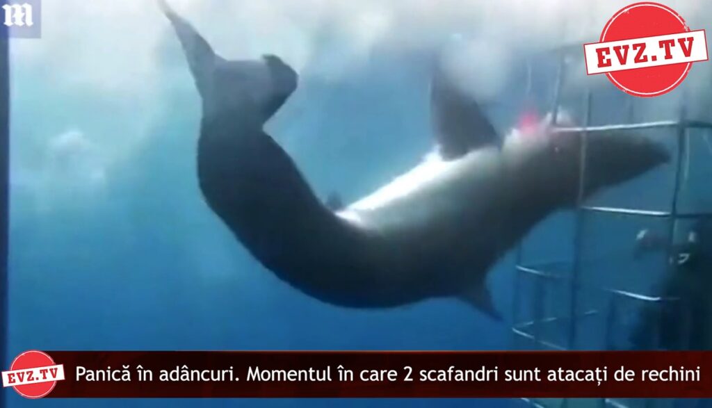 Evz.TV. Video terifiant cu momentul în care 4 scafandri sunt atacați de un rechin alb
