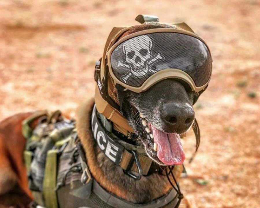 US Army face căști de protecție auditivă pentru câinii de luptă