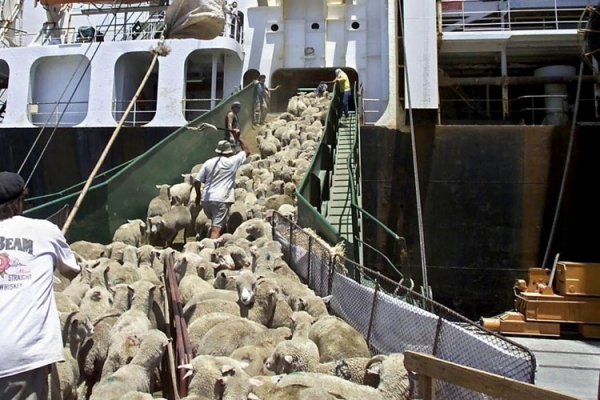 De ce România exportă animale vii. Ministrul Adrian Oros explică totul