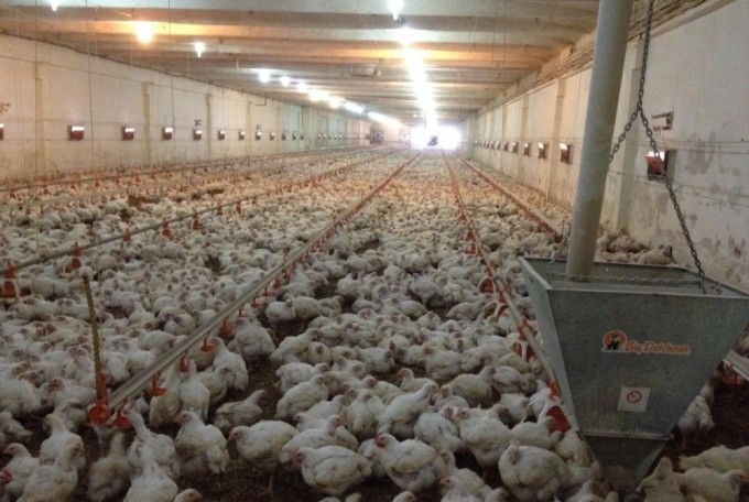Ministrul german al agriculturii vrea să interzică uciderea puilor de găină!