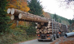Soțul unei primărițe din Bihor, reținut pentru furt de lemne