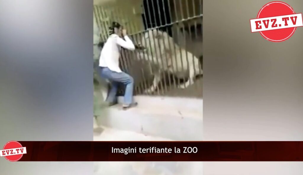 Evz.TV. Video horror. Un îngrijitor de la o grădină zoo din Pakistan, la un pas să fie ucis de leu