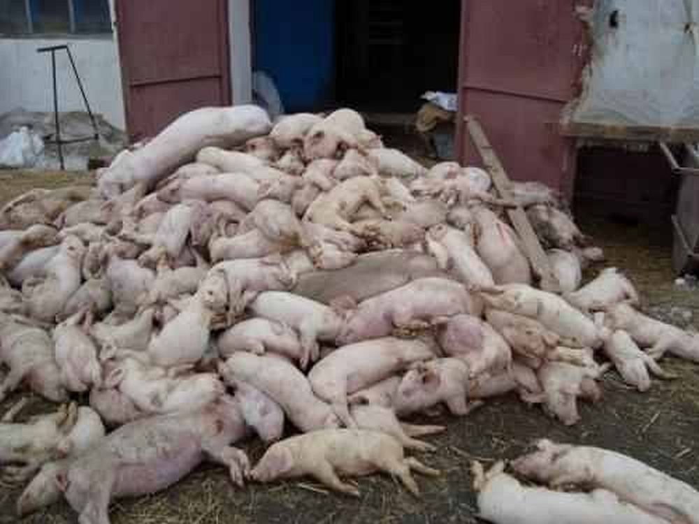 Ministrul Agriculturii a găsit vinovații pentru pesta porcină