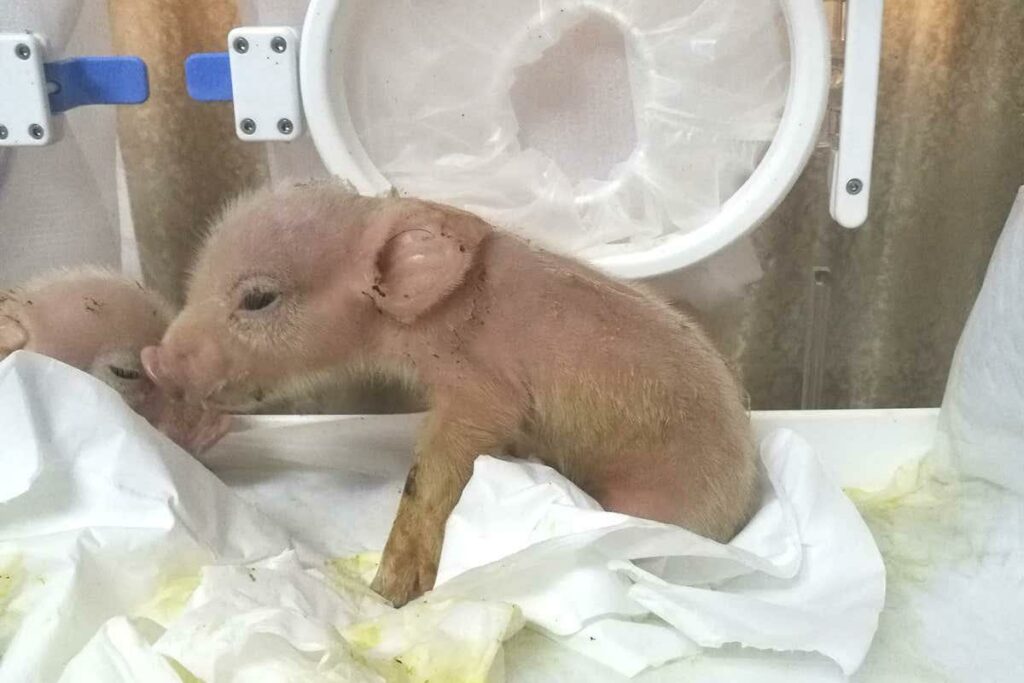 Frankenstein în laborator: Chinezii au creat porcii – maimuță pentru transplantul de organe la om