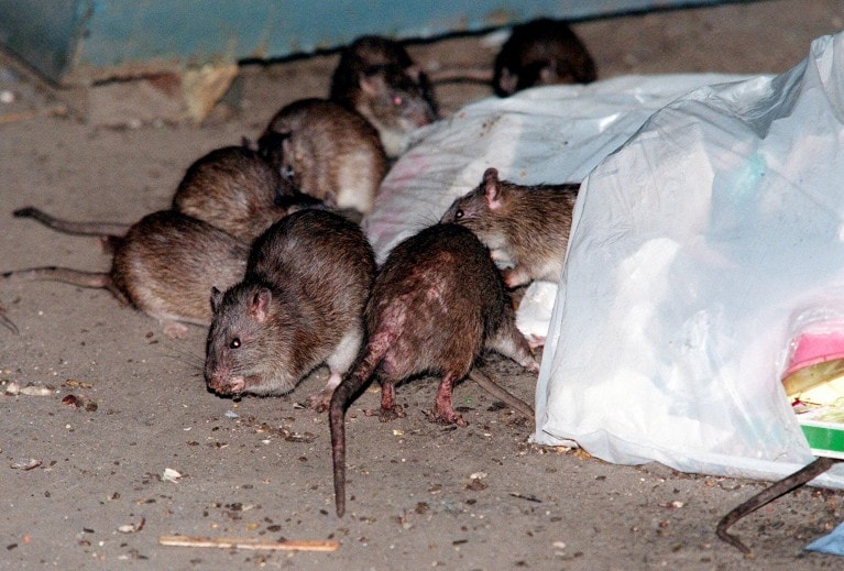 5 milioane de șobolani au invadat capitala