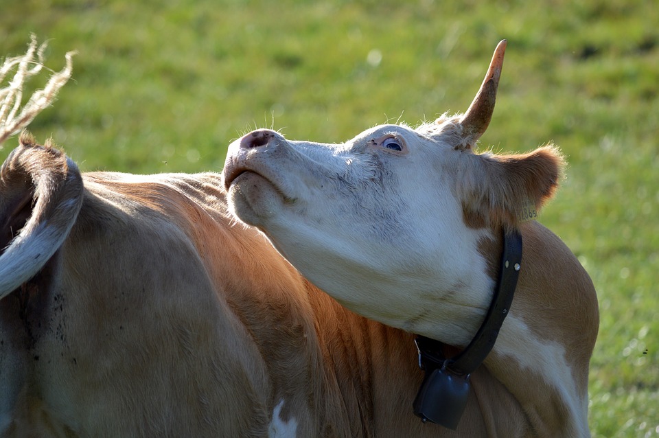 Producția laptelui de vacă din România, în cădere liberă. Raport îngrijorător