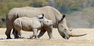 Top nouă curiozități despre rinoceri