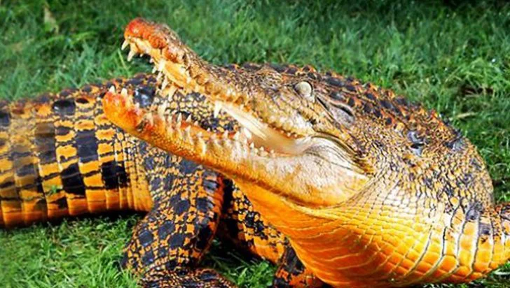 Crocodilii portocalii, unici în lume. Oamenii de ştiinţă sunt uluiţi