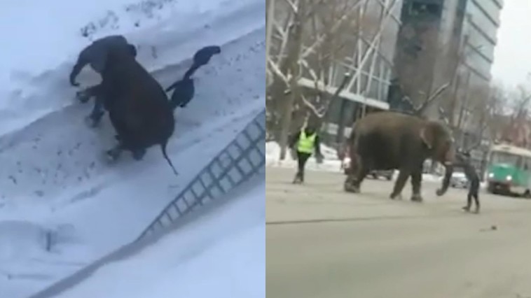 Elefanti jucându-se în zăpadă pe stradă. Cum a fost posibil. Video