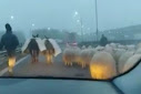 Replica genială a unui cioban care a blocat  Autostrada Soarelui cu oile. Le-a trecut supărarea instant șoferilor