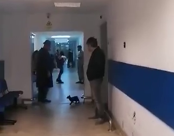 UPDATE Incident bizar! Cad pisici din tavan la Spitalul Județean Constanța. Mâțele, subiect de scandal politic