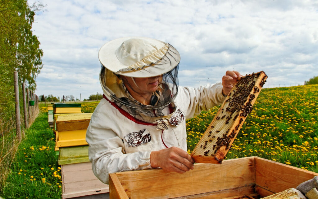 România nu mai poate autoriza folosirea pesticidelor care ucid albinele. Ministrul Oros pus la colț